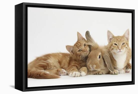 Ginger Kittens with Sandy Lionhead-Lop Rabbit-Mark Taylor-Framed Premier Image Canvas