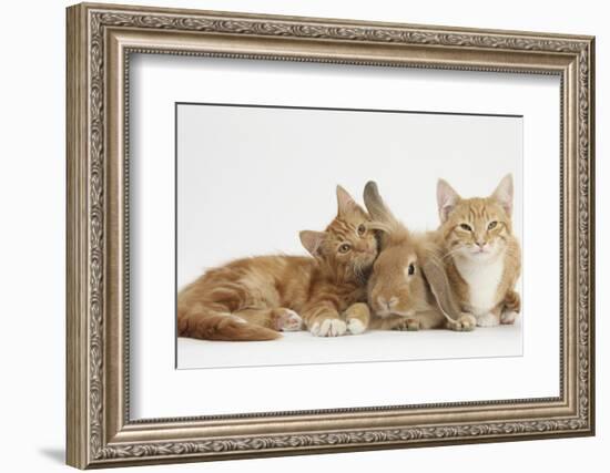 Ginger Kittens with Sandy Lionhead-Lop Rabbit-Mark Taylor-Framed Photographic Print