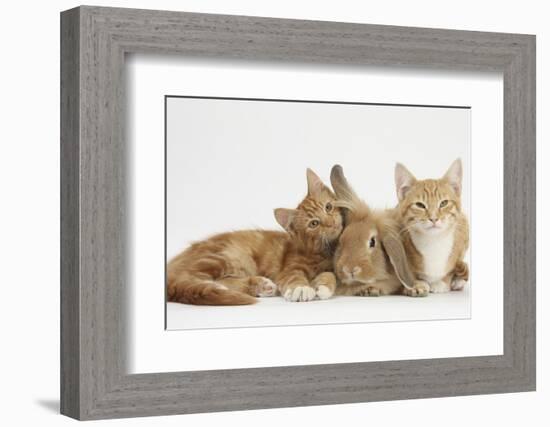 Ginger Kittens with Sandy Lionhead-Lop Rabbit-Mark Taylor-Framed Photographic Print