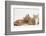 Ginger Kittens with Sandy Lionhead-Lop Rabbit-Mark Taylor-Framed Photographic Print