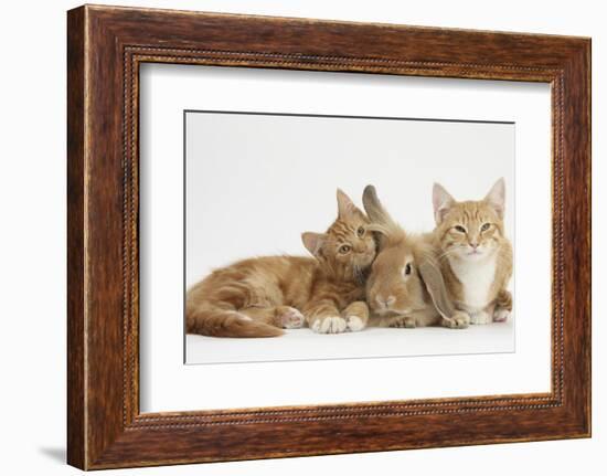 Ginger Kittens with Sandy Lionhead-Lop Rabbit-Mark Taylor-Framed Photographic Print