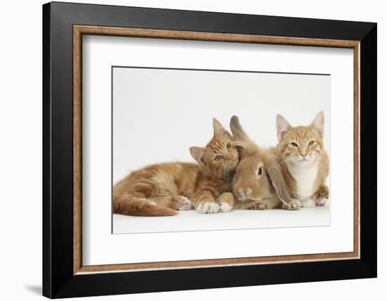 Ginger Kittens with Sandy Lionhead-Lop Rabbit-Mark Taylor-Framed Photographic Print