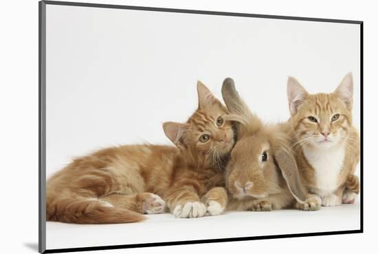 Ginger Kittens with Sandy Lionhead-Lop Rabbit-Mark Taylor-Mounted Photographic Print