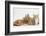 Ginger Kittens with Sandy Lionhead-Lop Rabbit-Mark Taylor-Framed Photographic Print