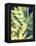 Ginger Leaves-Ashley Davis-Framed Stretched Canvas