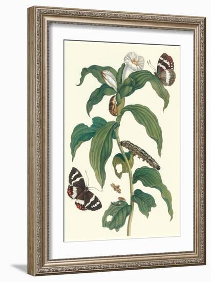 Ginger Plant with a Giant Sugar Cane Borer-Maria Sibylla Merian-Framed Art Print