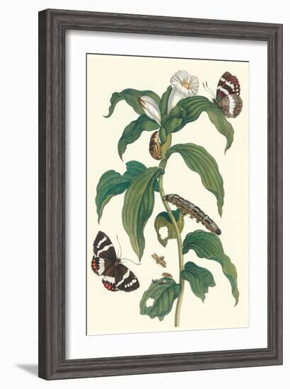 Ginger Plant with a Giant Sugar Cane Borer-Maria Sibylla Merian-Framed Art Print