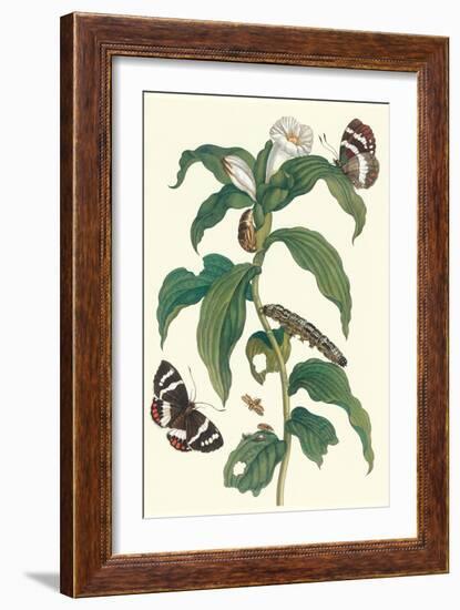 Ginger Plant with a Giant Sugar Cane Borer-Maria Sibylla Merian-Framed Art Print