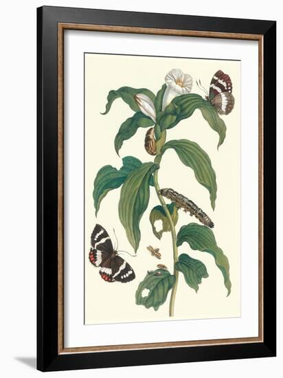 Ginger Plant with a Giant Sugar Cane Borer-Maria Sibylla Merian-Framed Art Print