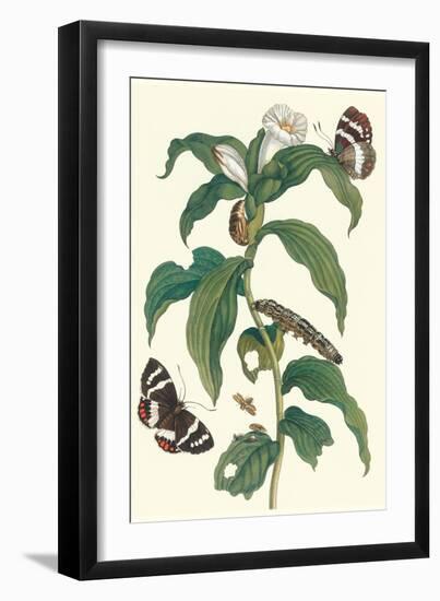 Ginger Plant with a Giant Sugar Cane Borer-Maria Sibylla Merian-Framed Art Print