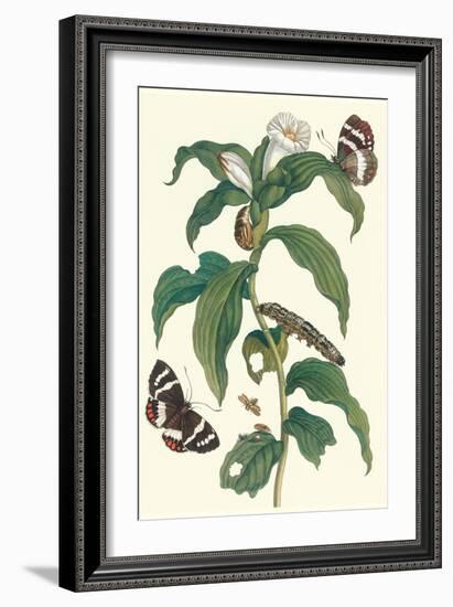 Ginger Plant with a Giant Sugar Cane Borer-Maria Sibylla Merian-Framed Art Print