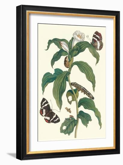 Ginger Plant with a Giant Sugar Cane Borer-Maria Sibylla Merian-Framed Art Print