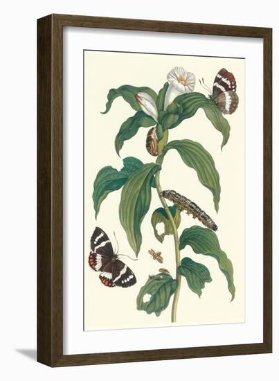 Ginger Plant with a Giant Sugar Cane Borer-Maria Sibylla Merian-Framed Premium Giclee Print