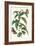 Ginger Plant with a Giant Sugar Cane Borer-Maria Sibylla Merian-Framed Premium Giclee Print