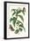 Ginger Plant with a Giant Sugar Cane Borer-Maria Sibylla Merian-Framed Premium Giclee Print