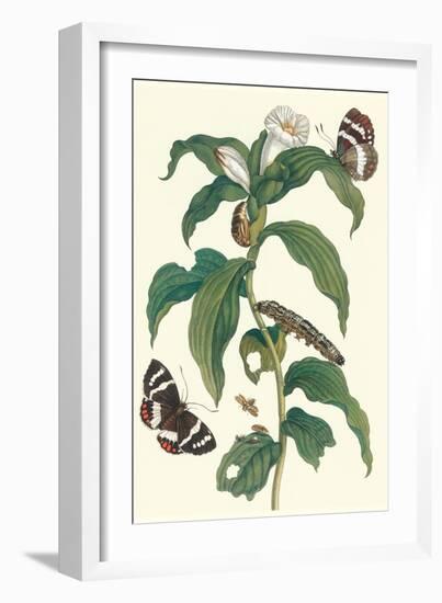 Ginger Plant with a Giant Sugar Cane Borer-Maria Sibylla Merian-Framed Premium Giclee Print