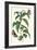 Ginger Plant with a Giant Sugar Cane Borer-Maria Sibylla Merian-Framed Premium Giclee Print