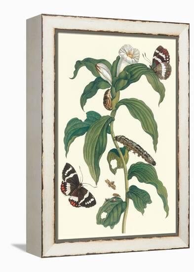 Ginger Plant with a Giant Sugar Cane Borer-Maria Sibylla Merian-Framed Stretched Canvas