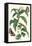 Ginger Plant with a Giant Sugar Cane Borer-Maria Sibylla Merian-Framed Stretched Canvas