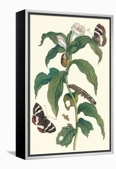 Ginger Plant with a Giant Sugar Cane Borer-Maria Sibylla Merian-Framed Stretched Canvas