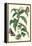 Ginger Plant with a Giant Sugar Cane Borer-Maria Sibylla Merian-Framed Stretched Canvas