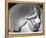 Ginger Rogers - Heartbeat-null-Framed Stretched Canvas