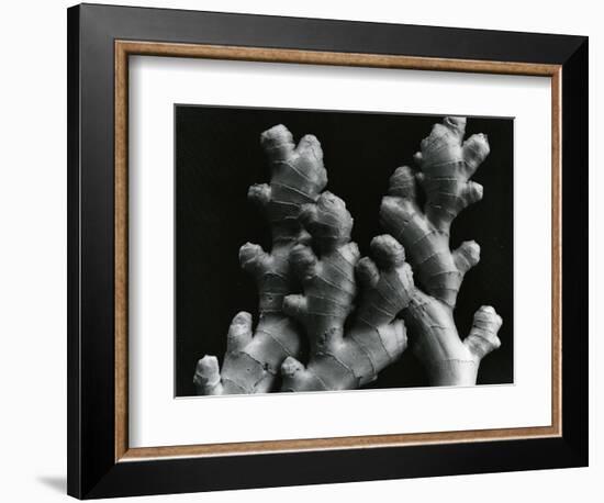 Ginger Root, c. 1985-Brett Weston-Framed Photographic Print