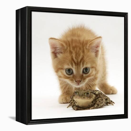 Ginger Tabby Kitten Looking at Common European Toad (Bufo Bufo)-Mark Taylor-Framed Premier Image Canvas