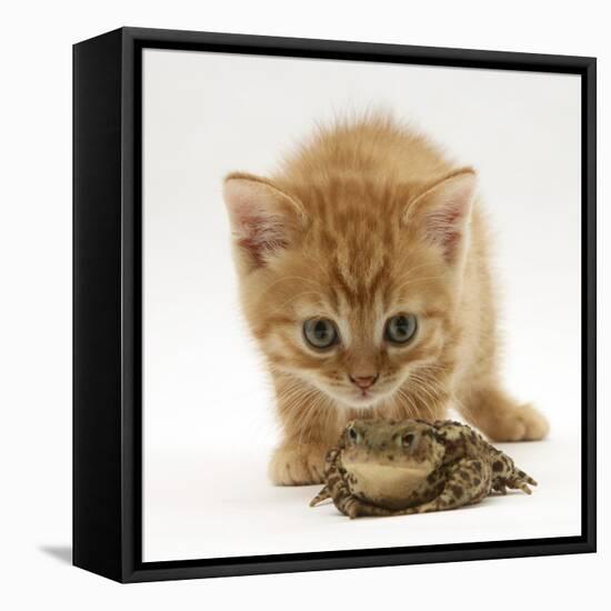 Ginger Tabby Kitten Looking at Common European Toad (Bufo Bufo)-Mark Taylor-Framed Premier Image Canvas