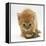 Ginger Tabby Kitten Looking at Common European Toad (Bufo Bufo)-Mark Taylor-Framed Premier Image Canvas