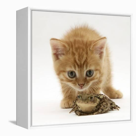 Ginger Tabby Kitten Looking at Common European Toad (Bufo Bufo)-Mark Taylor-Framed Premier Image Canvas