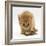 Ginger Tabby Kitten Looking at Common European Toad (Bufo Bufo)-Mark Taylor-Framed Photographic Print