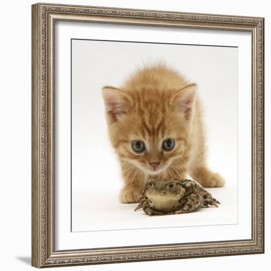 Ginger Tabby Kitten Looking at Common European Toad (Bufo Bufo)-Mark Taylor-Framed Photographic Print