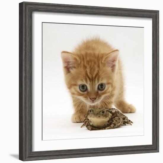 Ginger Tabby Kitten Looking at Common European Toad (Bufo Bufo)-Mark Taylor-Framed Photographic Print