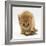Ginger Tabby Kitten Looking at Common European Toad (Bufo Bufo)-Mark Taylor-Framed Photographic Print