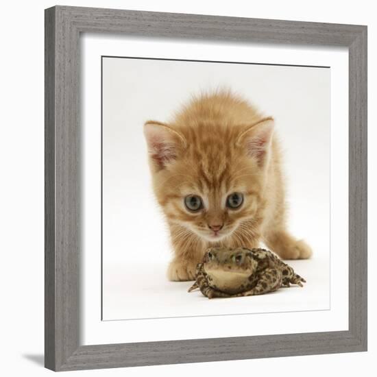 Ginger Tabby Kitten Looking at Common European Toad (Bufo Bufo)-Mark Taylor-Framed Photographic Print