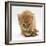 Ginger Tabby Kitten Looking at Common European Toad (Bufo Bufo)-Mark Taylor-Framed Photographic Print