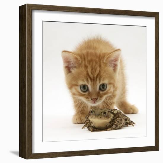 Ginger Tabby Kitten Looking at Common European Toad (Bufo Bufo)-Mark Taylor-Framed Photographic Print