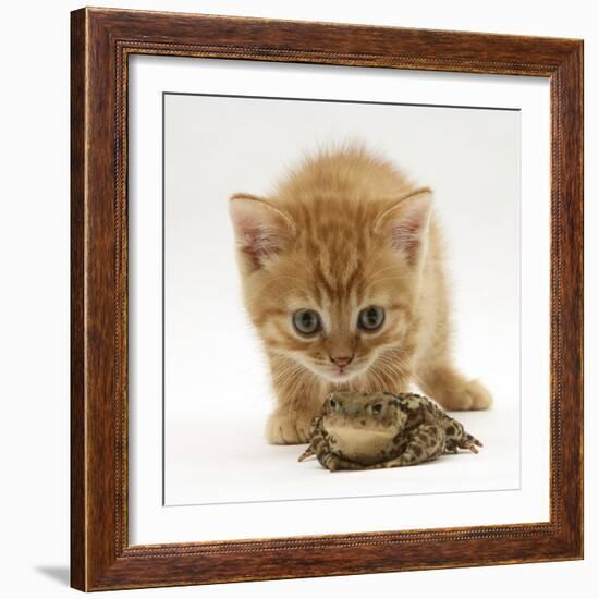 Ginger Tabby Kitten Looking at Common European Toad (Bufo Bufo)-Mark Taylor-Framed Photographic Print