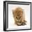 Ginger Tabby Kitten Looking at Common European Toad (Bufo Bufo)-Mark Taylor-Framed Photographic Print