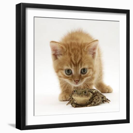 Ginger Tabby Kitten Looking at Common European Toad (Bufo Bufo)-Mark Taylor-Framed Photographic Print