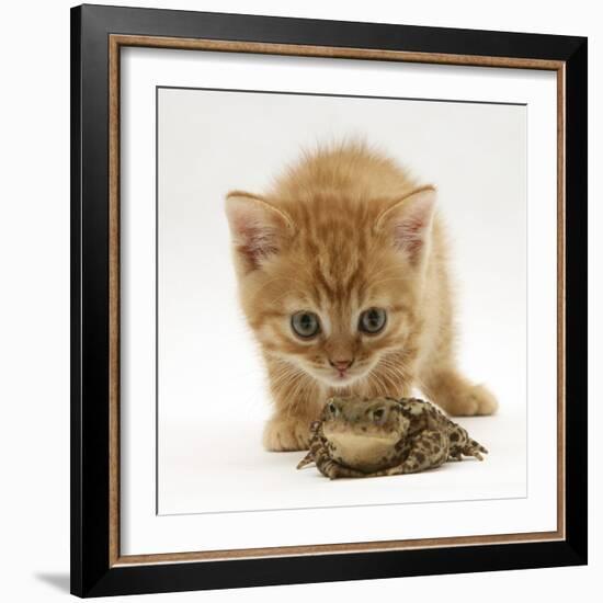 Ginger Tabby Kitten Looking at Common European Toad (Bufo Bufo)-Mark Taylor-Framed Photographic Print