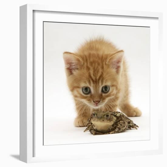 Ginger Tabby Kitten Looking at Common European Toad (Bufo Bufo)-Mark Taylor-Framed Photographic Print