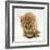 Ginger Tabby Kitten Looking at Common European Toad (Bufo Bufo)-Mark Taylor-Framed Photographic Print