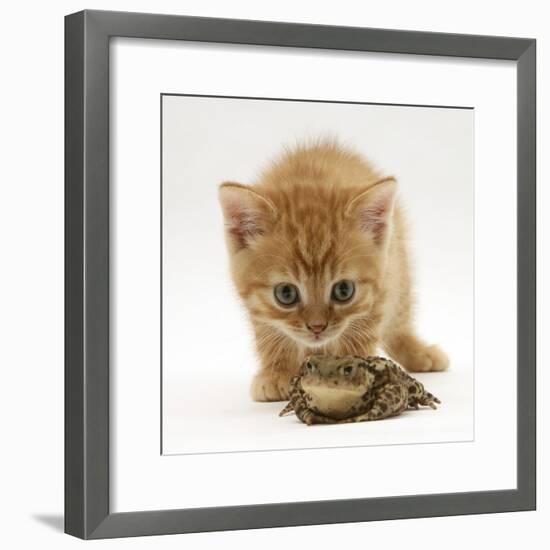 Ginger Tabby Kitten Looking at Common European Toad (Bufo Bufo)-Mark Taylor-Framed Photographic Print