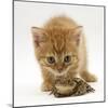 Ginger Tabby Kitten Looking at Common European Toad (Bufo Bufo)-Mark Taylor-Mounted Photographic Print