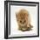 Ginger Tabby Kitten Looking at Common European Toad (Bufo Bufo)-Mark Taylor-Framed Photographic Print