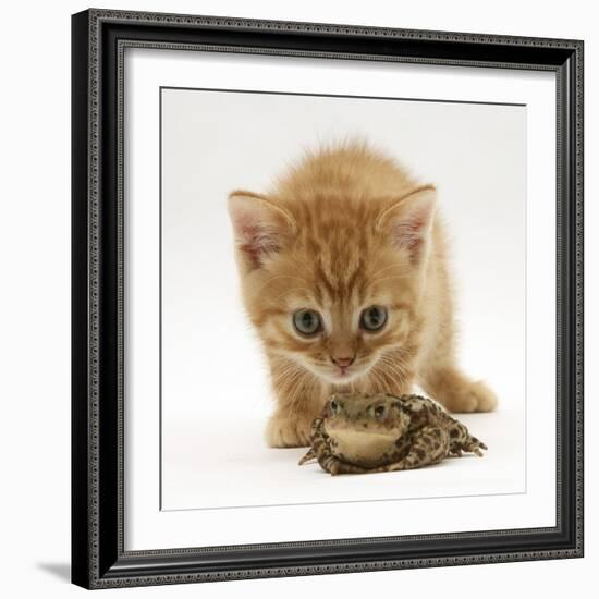 Ginger Tabby Kitten Looking at Common European Toad (Bufo Bufo)-Mark Taylor-Framed Photographic Print