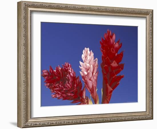 Ginger Trio and Blue Sky, Maui, Hawaii, USA-Darrell Gulin-Framed Photographic Print