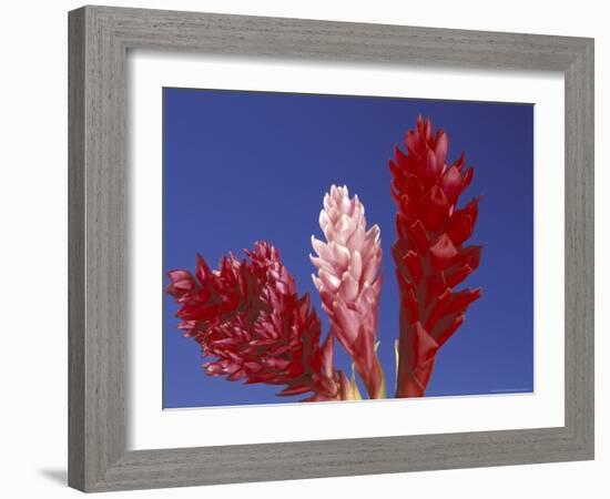 Ginger Trio and Blue Sky, Maui, Hawaii, USA-Darrell Gulin-Framed Photographic Print